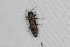 Agrilus lecontei