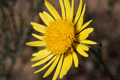 Berkheya decurrens