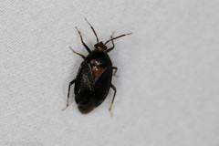 Deraeocoris sayi