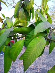 Mangifera indica