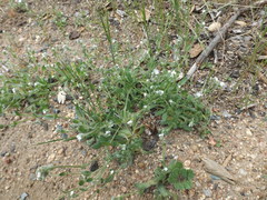 Plagiobothrys canescens