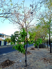 Mangifera indica