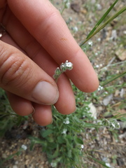 Plagiobothrys canescens