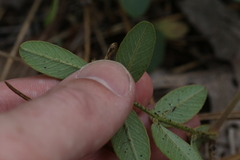 Tephrosia florida