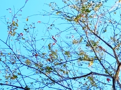 Pithecellobium dulce