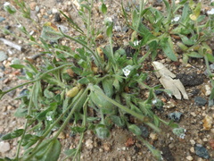 Plagiobothrys canescens