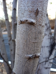 Pithecellobium dulce