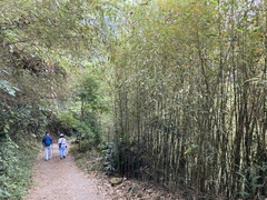 Phyllostachys makinoi