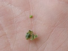 Plagiobothrys canescens