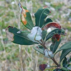 Stegommata sulfuratella