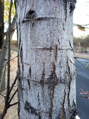 Pithecellobium dulce