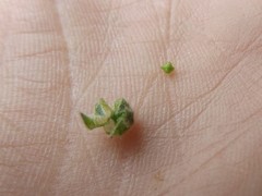 Plagiobothrys canescens