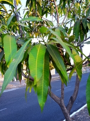 Mangifera indica