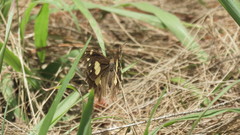 Oxeoschistus tauropolis tauropolis