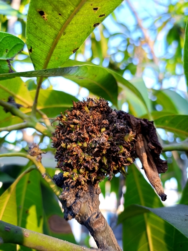 Fusariose (Fusarium subglutinans)
