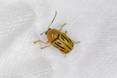 Cryptocephalus defectus