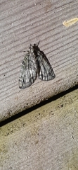 Hydriomena transfigurata