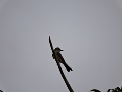 Tyrannus melancholicus