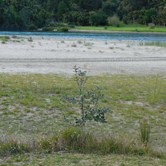 Stegommata sulfuratella