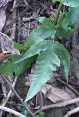 Tectaria subtriphylla