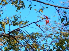 Pithecellobium dulce