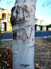 Pithecellobium dulce