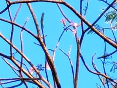Tabebuia rosea