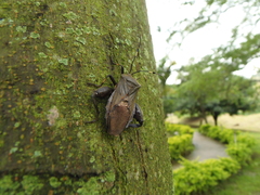 Pachylis laticornis