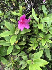 Rhododendron