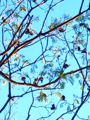 Enterolobium cyclocarpum