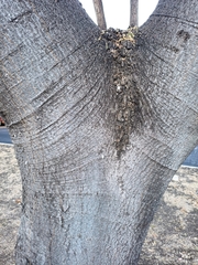 Enterolobium cyclocarpum