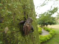 Pachylis laticornis