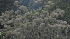 Vernonanthura patens