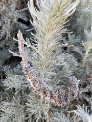 Artemisia pycnocephala
