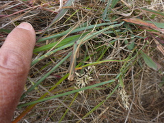Carex buxbaumii