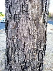 Roseodendron donnell-smithii