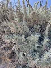 Artemisia pycnocephala