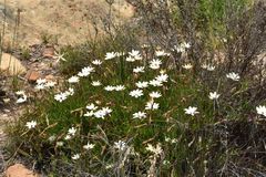 Dimorphotheca acutifolia