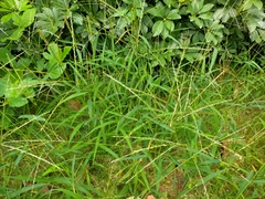 Digitaria sanguinalis