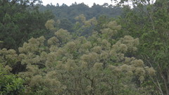 Vernonanthura patens