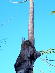 Roseodendron donnell-smithii