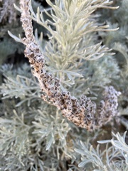 Artemisia pycnocephala