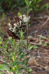 Sericocarpus tortifolius
