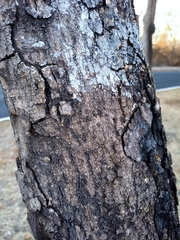 Roseodendron donnell-smithii