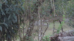 Vernonanthura patens