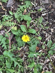 Taraxacum