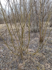 Salix
