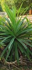 Pandanus amaryllifolius