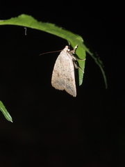 Athetis bremusa