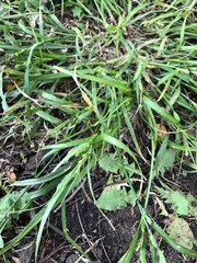 Bromus catharticus